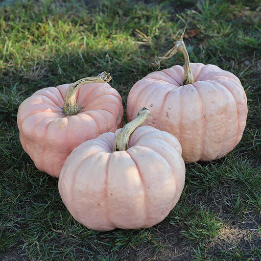 Pumpkin Porcelain Doll F1 Seed