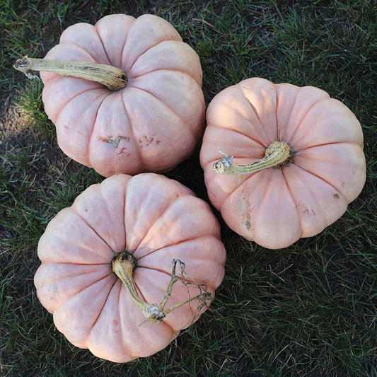 Pumpkin Porcelain Doll F1 Seed