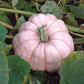 Pumpkin Porcelain Doll F1 Seed