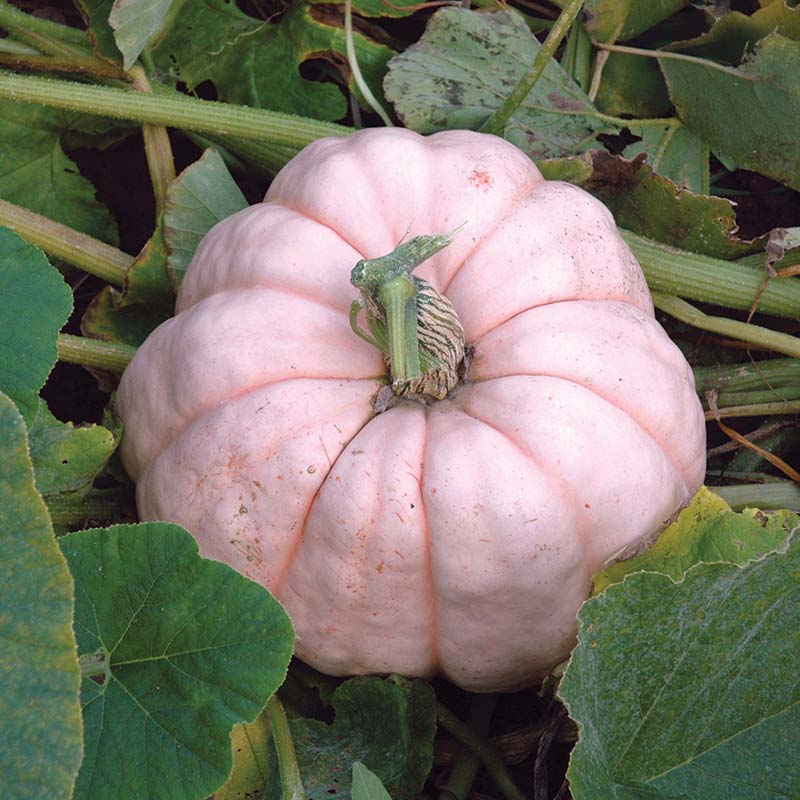 Pumpkin Porcelain Doll F1 Seed
