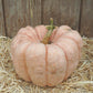 Pumpkin Porcelain Doll F1 Seed