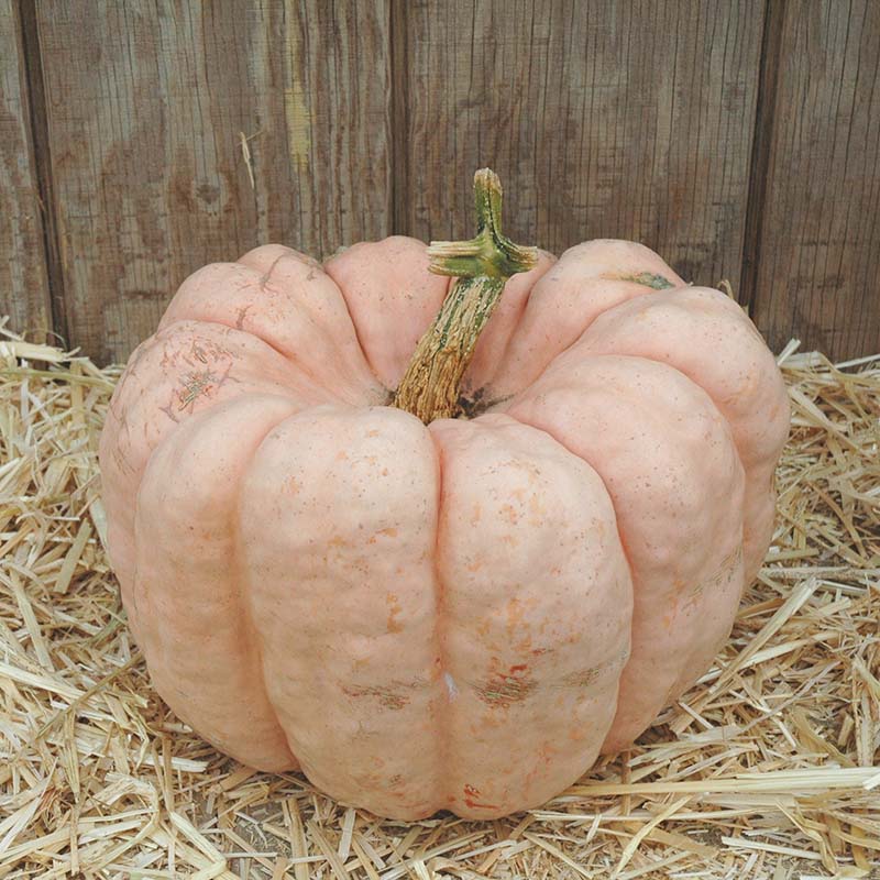 Pumpkin Porcelain Doll F1 Seed