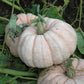 Pumpkin Porcelain Doll F1 Seed