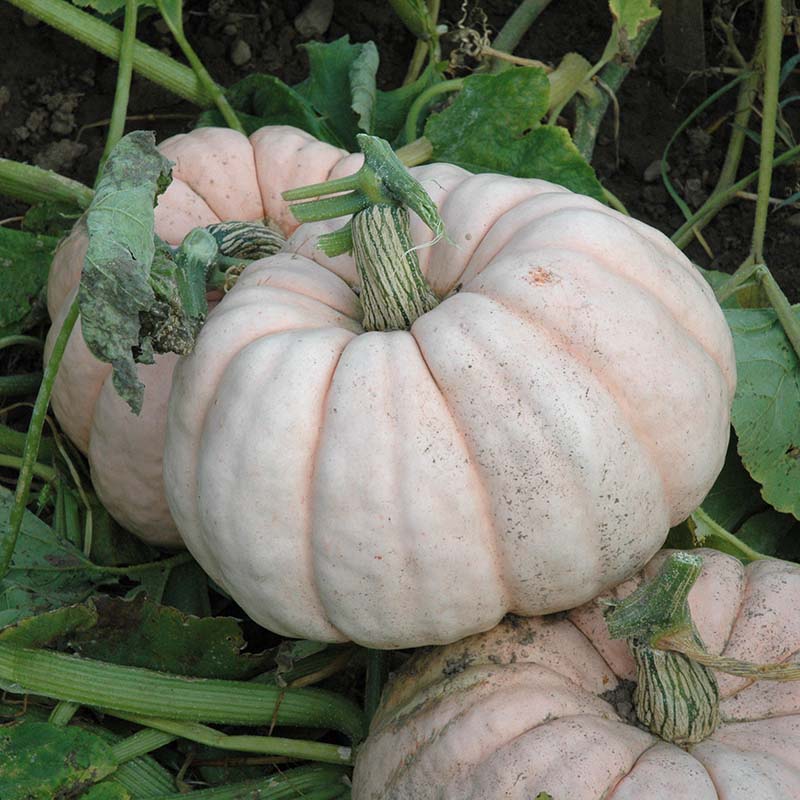 Pumpkin Porcelain Doll F1 Seed