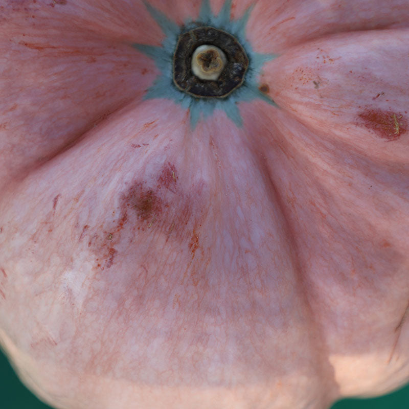 Pumpkin Porcelain Doll F1 Seed