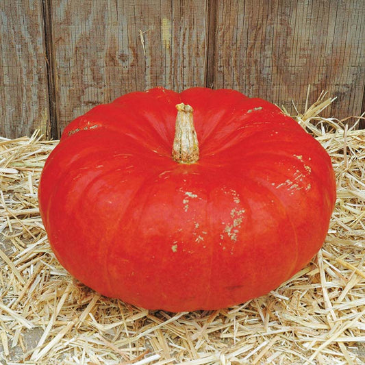 Pumpkin Rouge Vif D'Etampes Seed