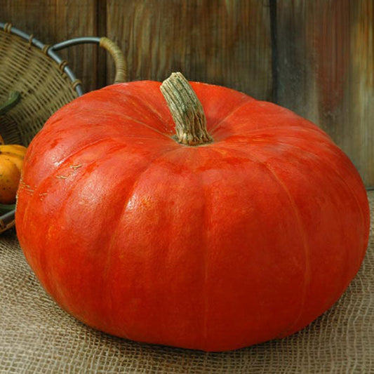 Pumpkin Rouge Vif D'Etampes Seed