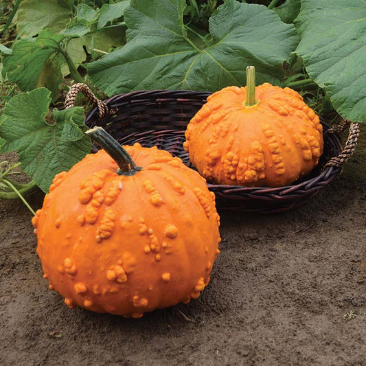Pumpkin Sanchez Seed