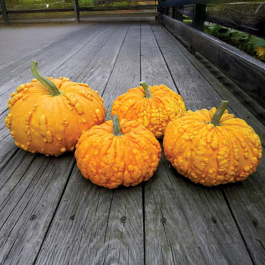 Pumpkin Sanchez Seed