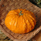 Pumpkin Sanchez Seed