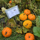 Pumpkin Sanchez Seed
