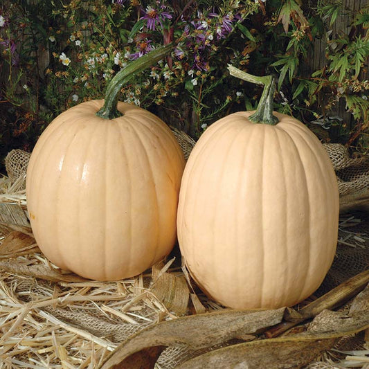 Pumpkin Tandy F1 Seed