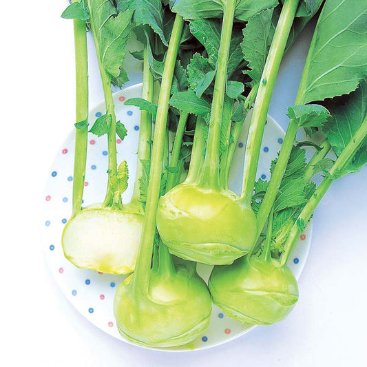 Kohlrabi Winner F1 Seed