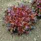 Lettuce Danyelle Seed