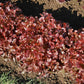 Lettuce Danyelle Seed