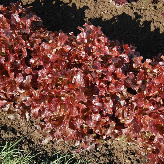 Lettuce Danyelle Seed