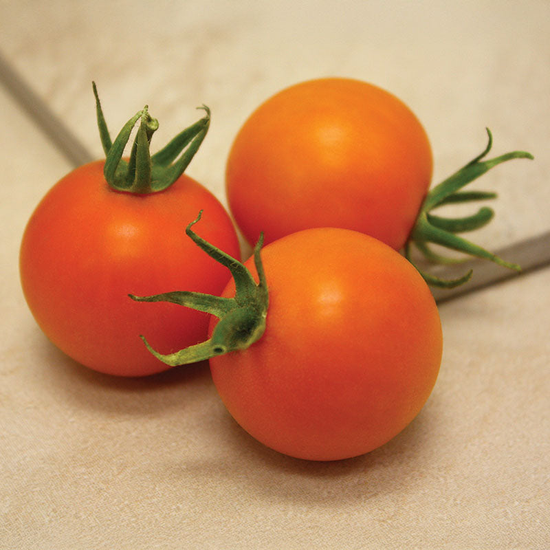 Tomato Bellini F1 Seed