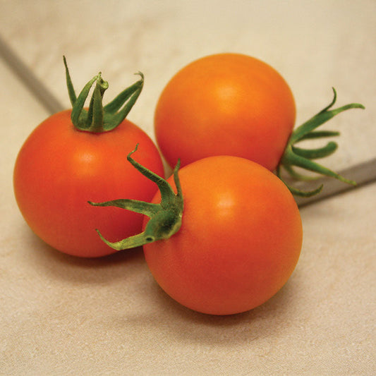 Tomato Bellini F1 Seed