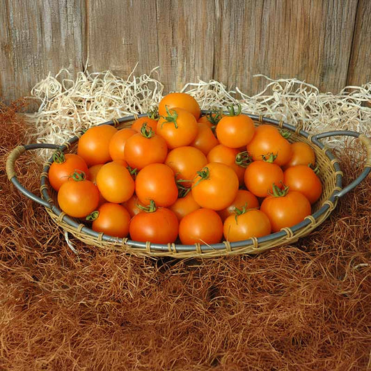 Tomato Bellini F1 Seed