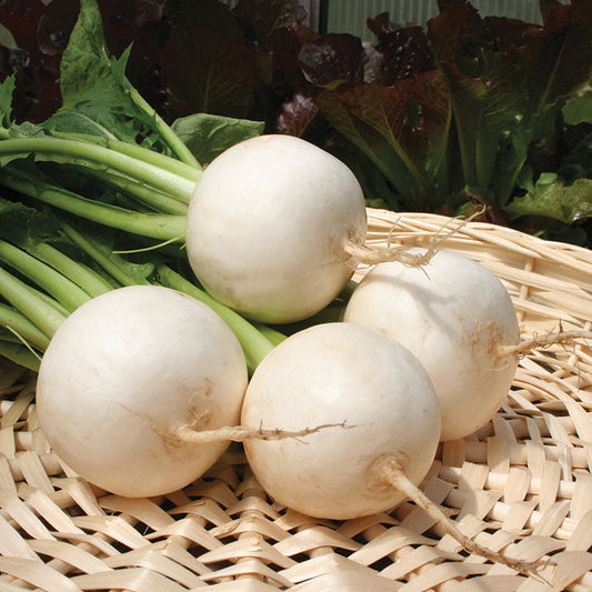 Turnip Polar F1 Seed