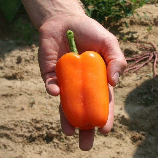 Pepper Orange Blaze F1 Seed