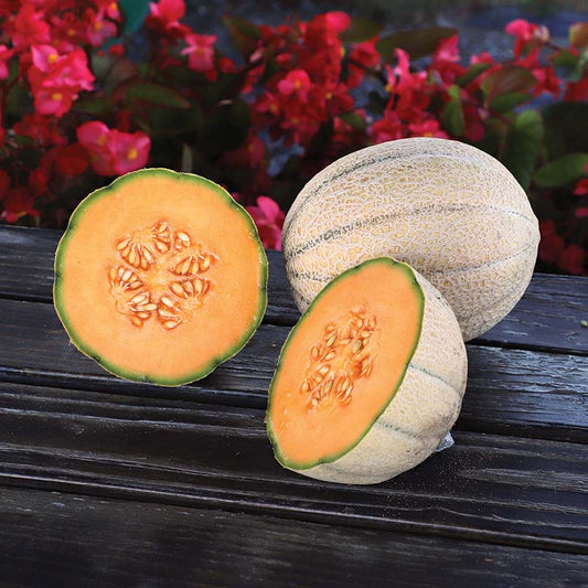 Melon Wrangler F1 Seed