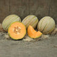 Melon Wrangler F1 Seed