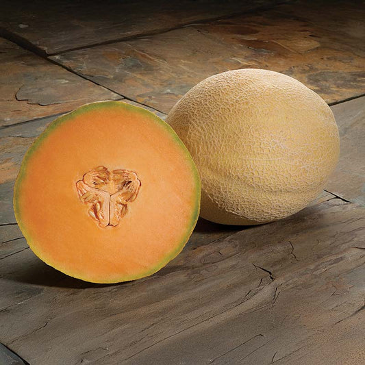 Melon Atlantis F1 Seed