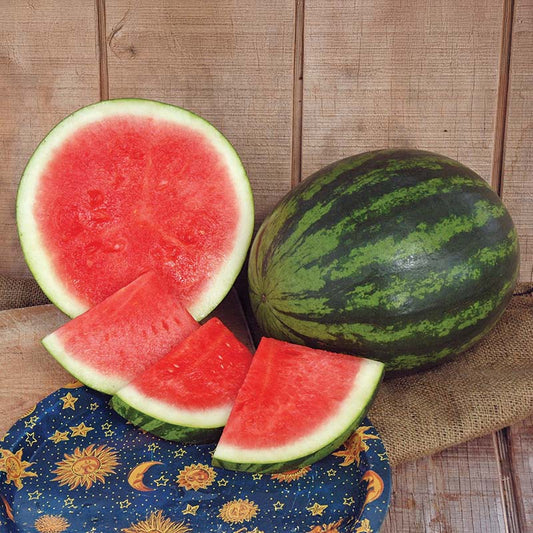 Watermelon Troubadour F1 Seed