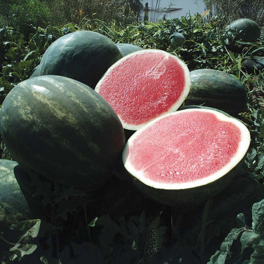 Watermelon Troubadour F1 Seed
