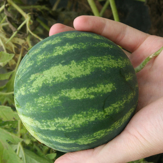 Watermelon Side Kick Seed