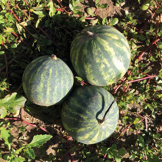 Watermelon Side Kick Seed