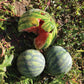 Watermelon Side Kick Seed