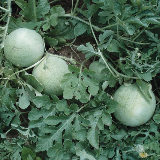 Watermelon Accomplice Seed