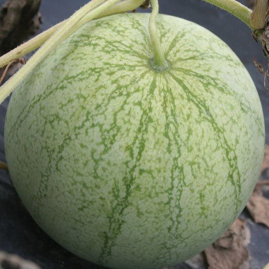 Watermelon Accomplice Seed