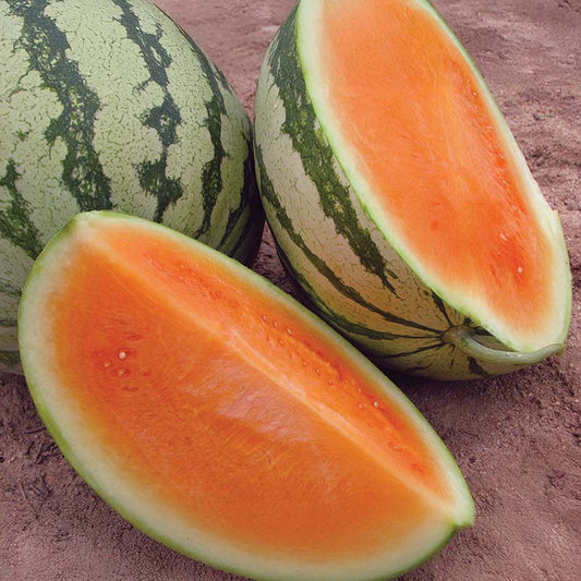 Watermelon Orange Crisp F1 Seed