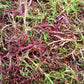 Mustard Red Streaked Mizuna Seed