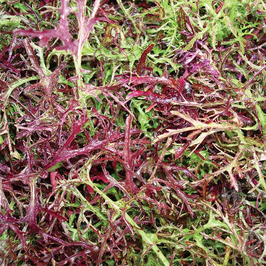 Mustard Red Streaked Mizuna Seed