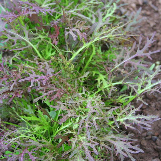 Mustard Red Streaked Mizuna Seed