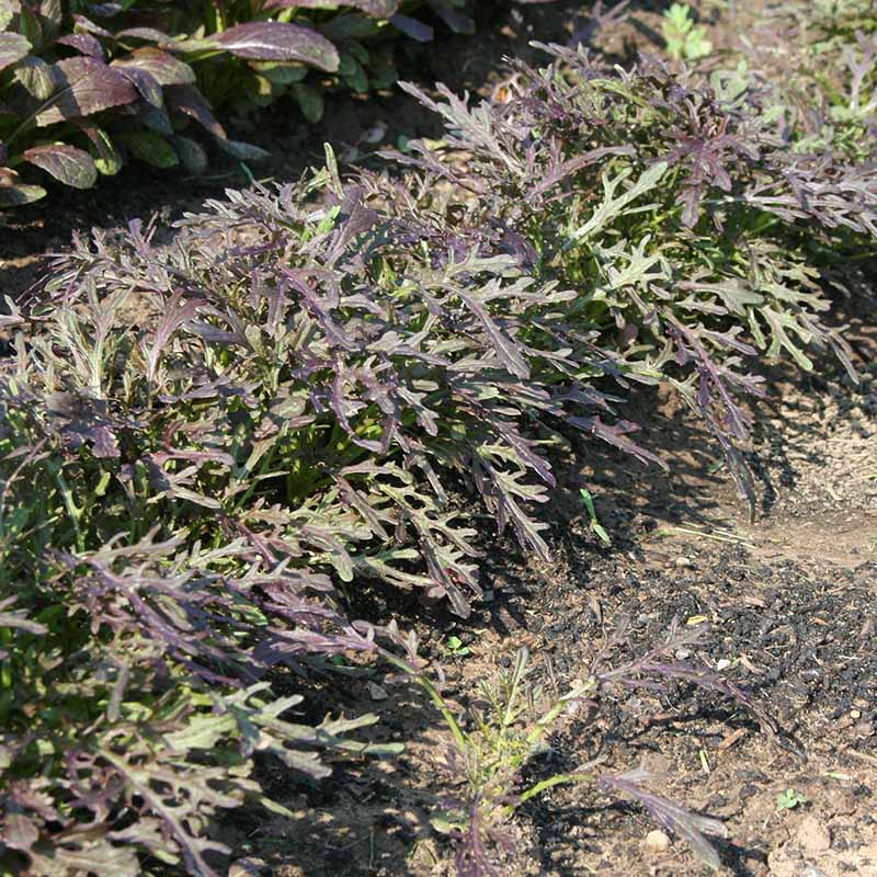 Mustard Red Streaked Mizuna Seed