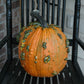 Pumpkin Warty Goblin F1 Seed
