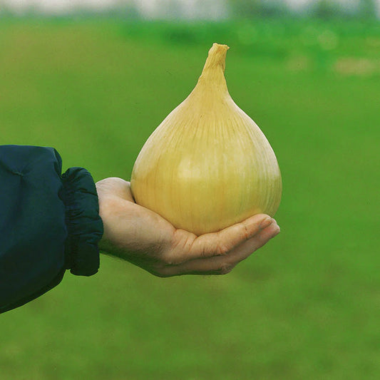 Onion Ailsa Craig Live Plants