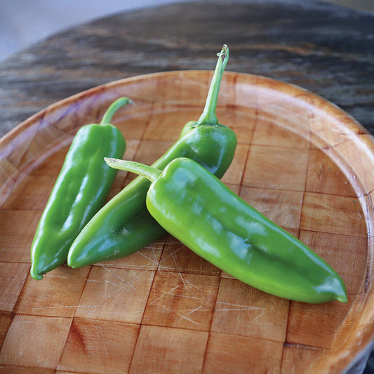 Pepper Chile G76 F1 Seed