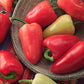 Pepper Mariachi F1 Seed