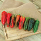 Pepper Marcato F1 Seed