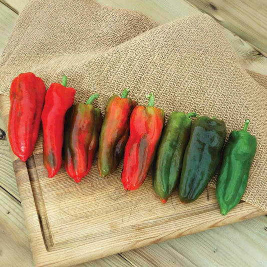 Pepper Marcato F1 Seed