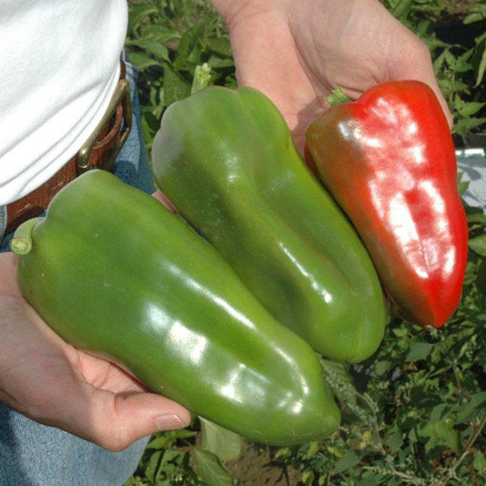 Pepper Cortes F1 Seed