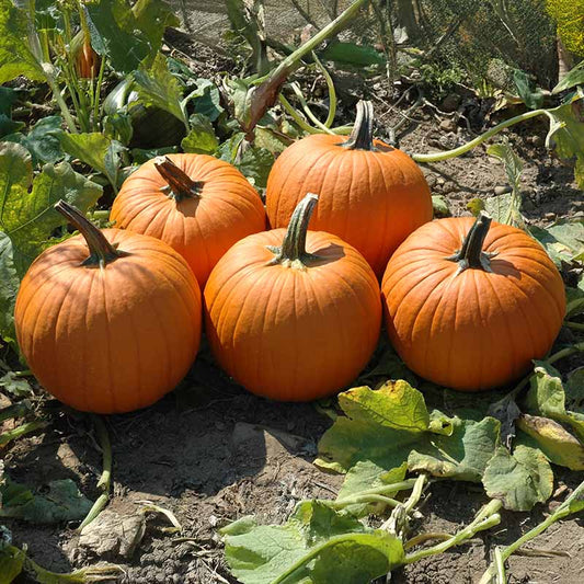 Pumpkin Magic Wand F1 Seed