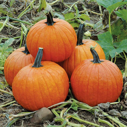 Pumpkin Magic Wand F1 Seed