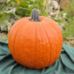 Pumpkin Magic Wand F1 Seed